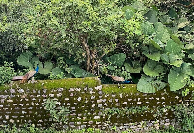 Lush green area with two peacocks sitting on a stone wall.